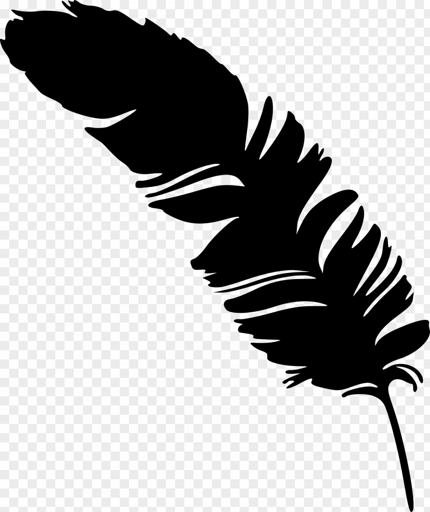 Silhouette Feather Photography PNG