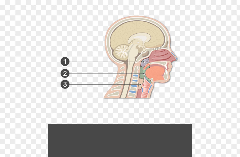 Soft Palate Pharynx Anatomy Larynx Throat Nasal Cavity PNG