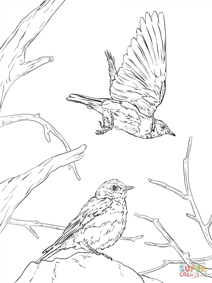 Western Bluebird Cliparts Eastern Mountain Coloring Book PNG