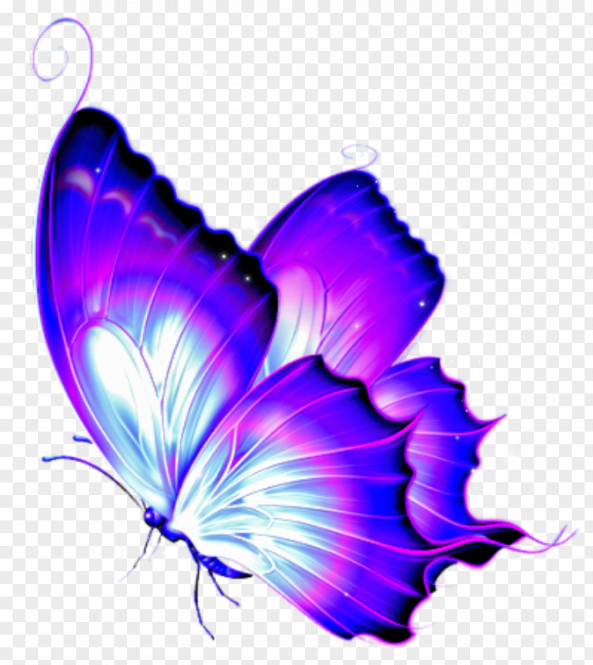 Butterfly Clip Art Butterflies & Dragonflies: A Site Guide Image PNG