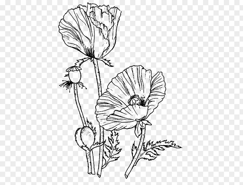 Coloring Book Flower Floral Design Drawing Poppy PNG