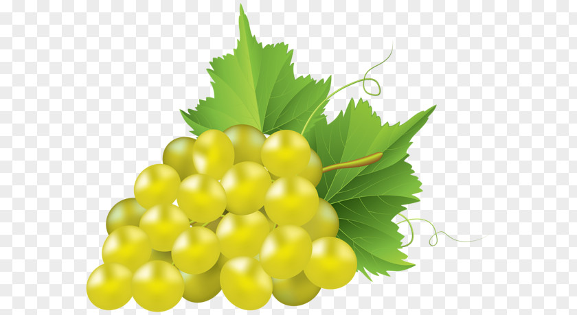 Grape Tree Common Vine Concord Clip Art PNG