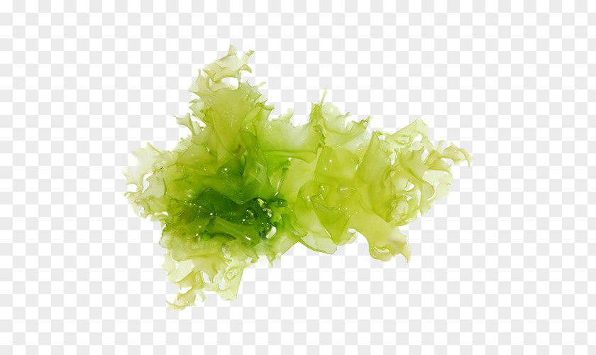 Green Algae Seaweed Stock Photography PNG