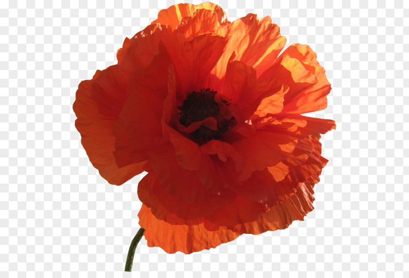 Poppy Flower Clip Art PNG