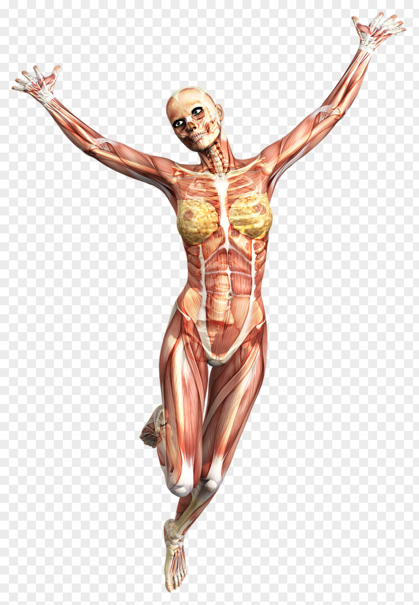 Skeleton Muscle Anatomy Human Body Joint PNG