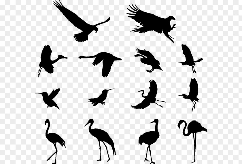 Stork Ciconiiformes Crane Bird PNG