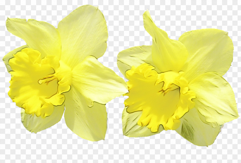 Yellow Flower Narcissus Petal Plant PNG