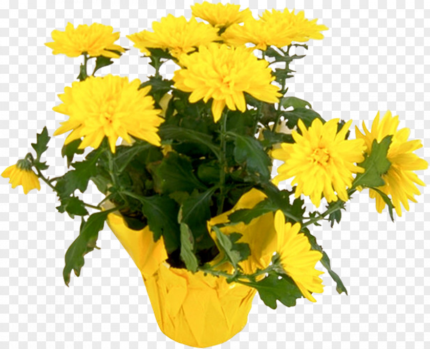 Chrysanthemum Flower Yellow Plant Clip Art PNG