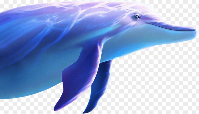 Dolphin Common Bottlenose Wholphin Tucuxi PNG