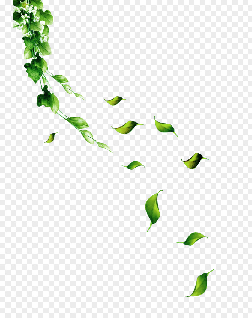 Green And Fresh Leaves Floating Material Adobe Illustrator PNG