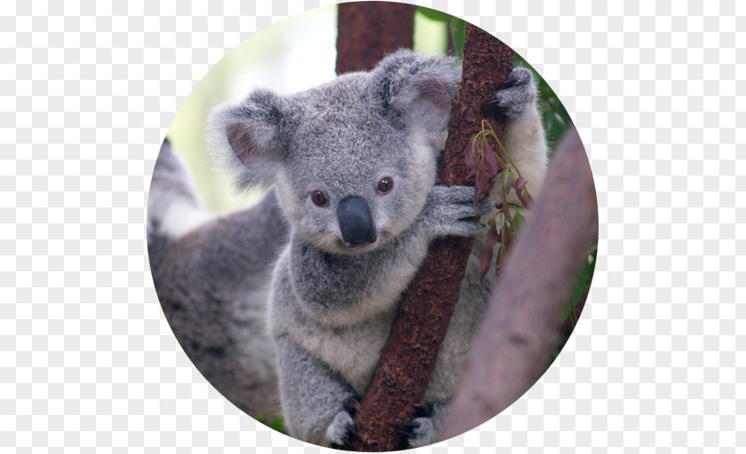 Koala Bear Marsupial Cuteness Puppy PNG