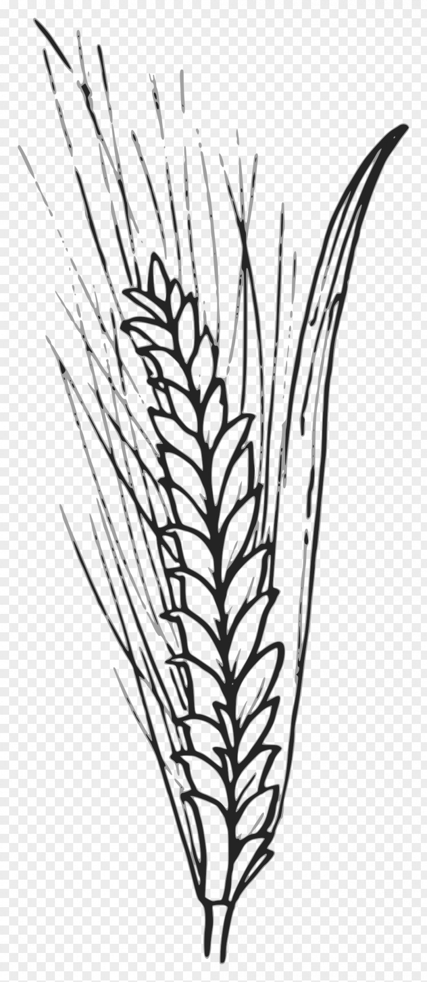 Barley Vector Wheat Grain Cereal Clip Art PNG