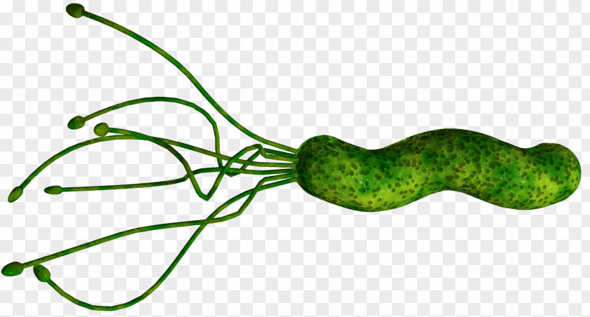Health Helicobacter Pylori Infection Peptic Ulcer Disease Bacteria Gastritis PNG