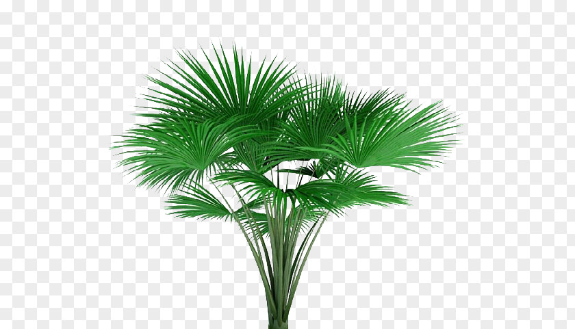 Tree Asian Palmyra Palm Lodoicea Photography Plant PNG