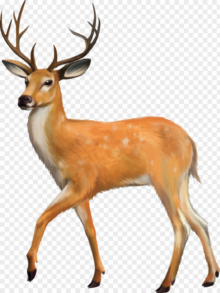 Animals In Water Fallow Deer Stock Photography Drawing Clip Art PNG