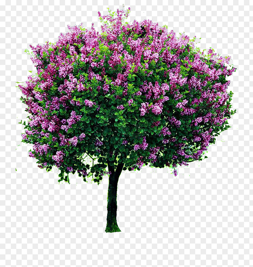 Bougainvillea Shrub Lilac Tree Pruning Garden PNG