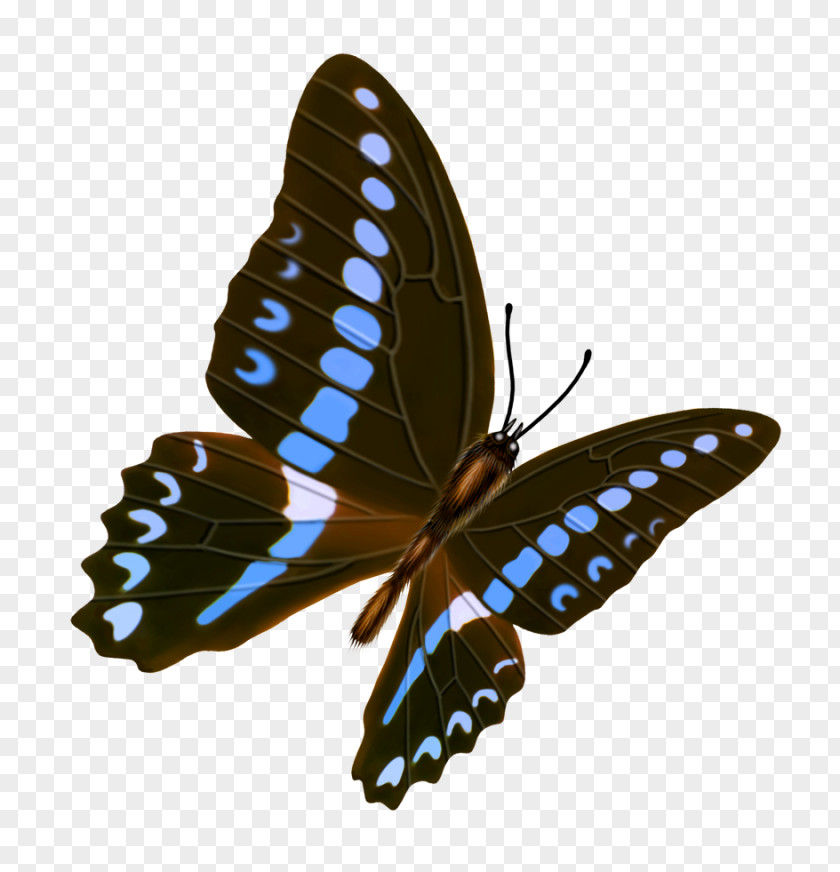 Butterfly Transparency And Translucency Icon PNG