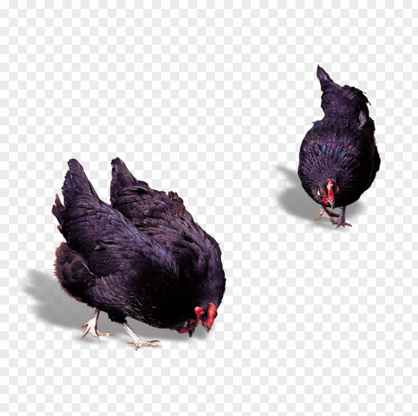 Cock Chicken Meat Rooster Poultry PNG