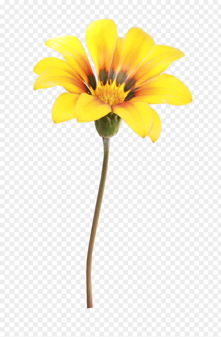 Orange Flower Photography Yellow PNG