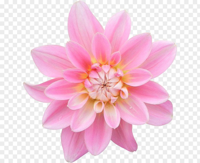 Painting Dahlia Photography Pink Flowers PNG