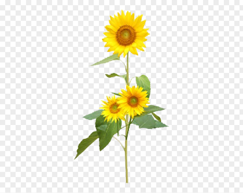 Yellow Sunflowers Common Sunflower PNG