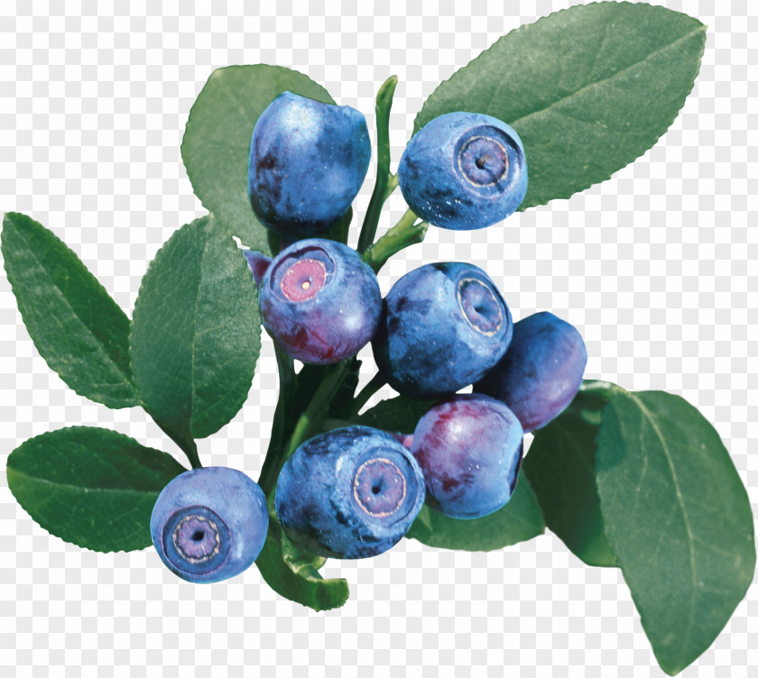 Blueberries European Blueberry Bilberry Vaccinium Uliginosum Raster Graphics PNG