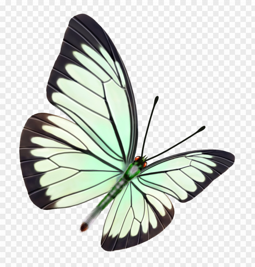 Butterfly Paper Watercolor Painting Drawing PNG