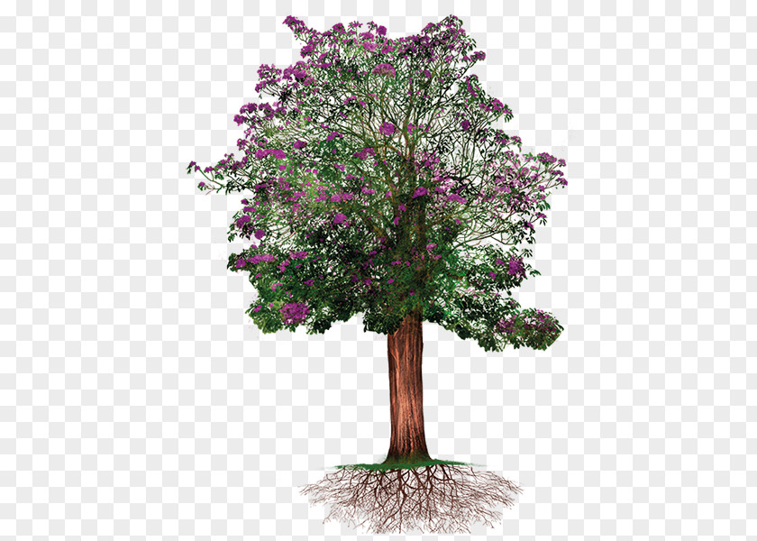 Malus Crape Myrtle Flowers Background PNG