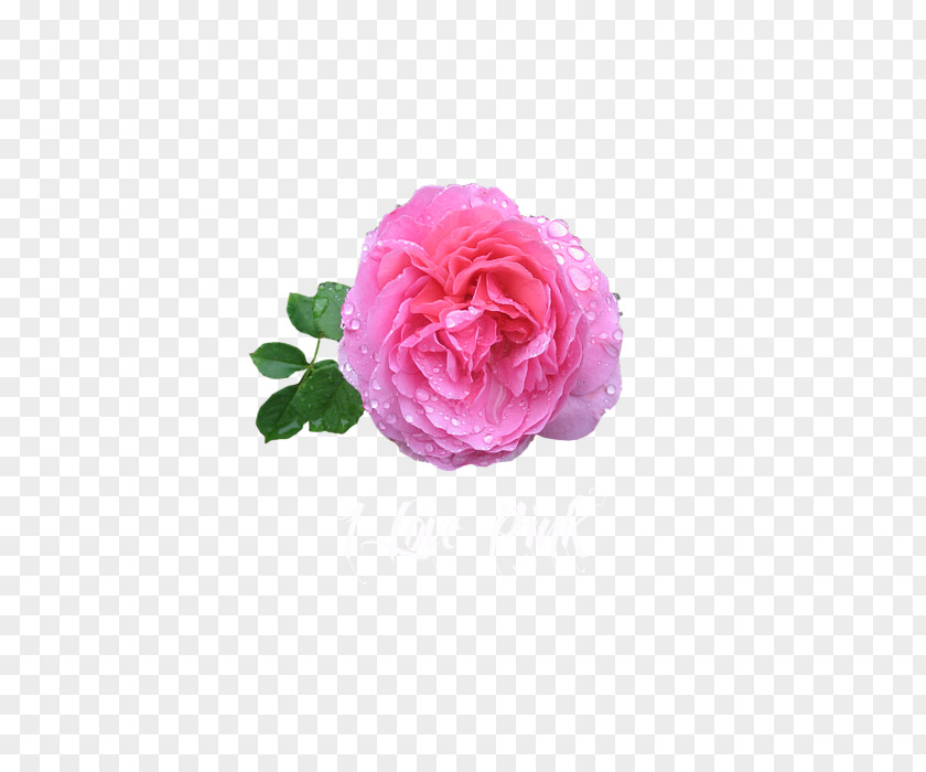 Marvin Garden Roses Cabbage Rose Water Damask PNG