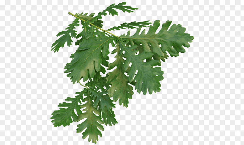 Leaf Quercus Frainetto Tree Willow Oak Twig PNG