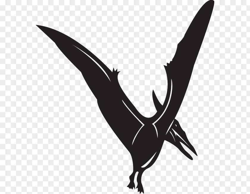 Pteranodon Clip Art Line Illustration PNG