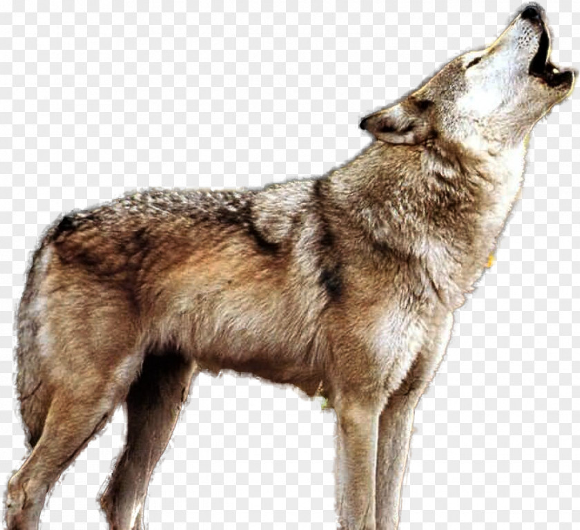 West Siberian Laika Canis Lupus Tundrarum Wolf Drawing PNG
