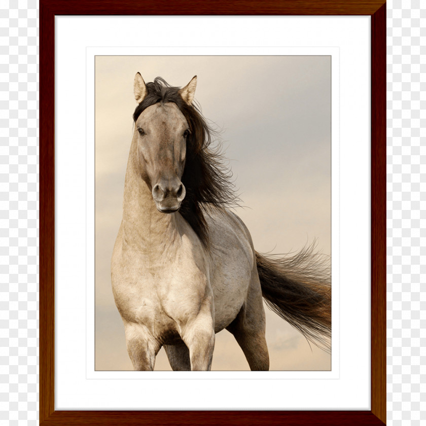 Android Desktop Wallpaper Arabian Horse Horses Free Live HD Mobile Phones PNG