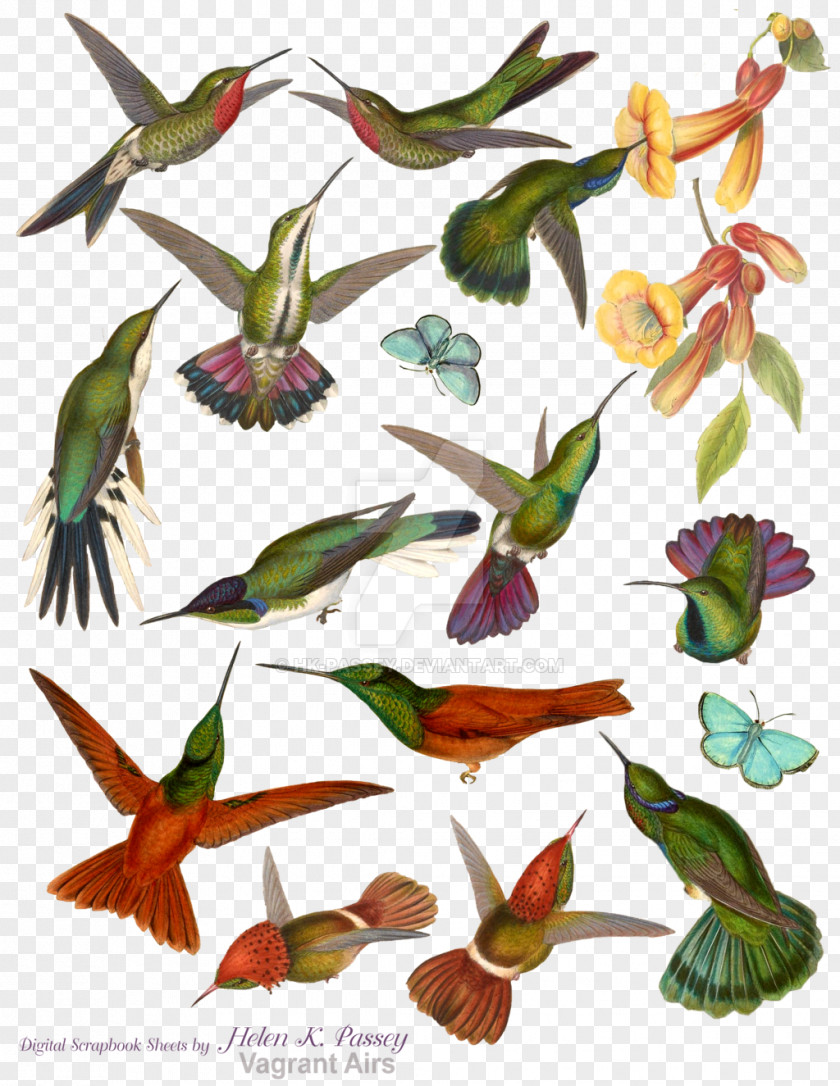 Bird Water Color Hummingbird M Mountaingem Beak Clip Art PNG