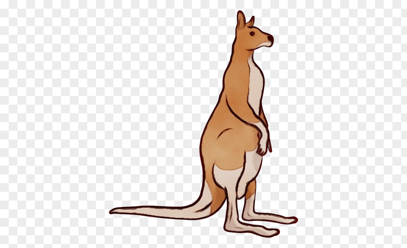 Kangaroo Macropodidae Red Wallaby PNG