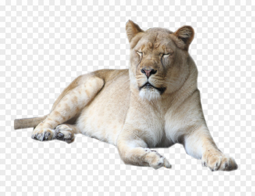 Lion Cougar Female Serengeti Big Cat PNG