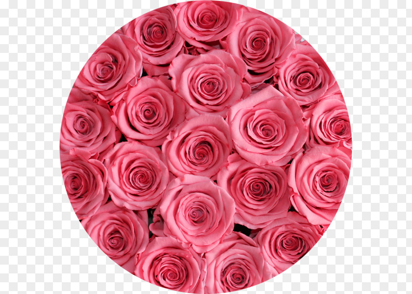 Rose Garden Roses Cut Flowers Flower Box PNG