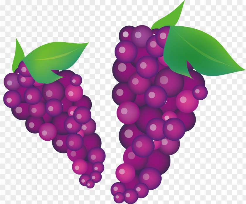 Autumn Life Icon Common Grape Vine Wine Clip Art PNG