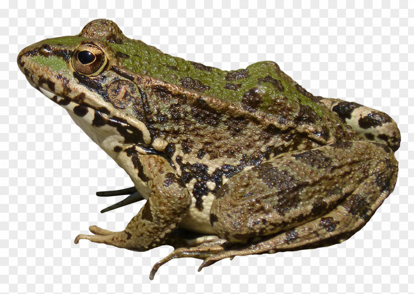 Frog Computer File PNG