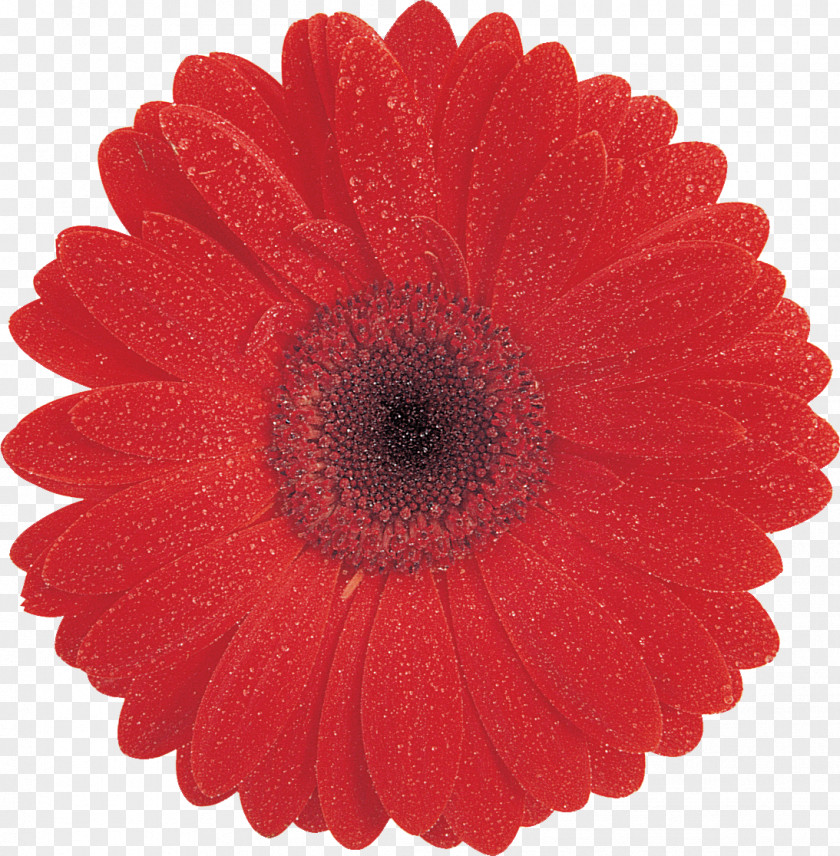 Gerbera Maxwell Law Palm Beach County Paper Education Project PNG
