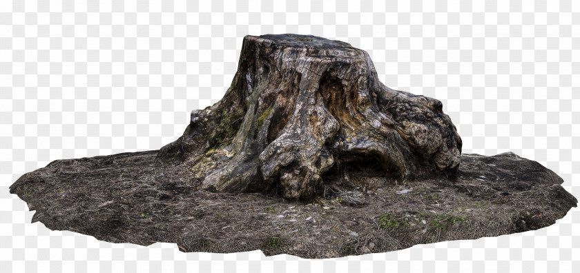 Ground Tree Stump Trunk DeviantArt Driftwood PNG