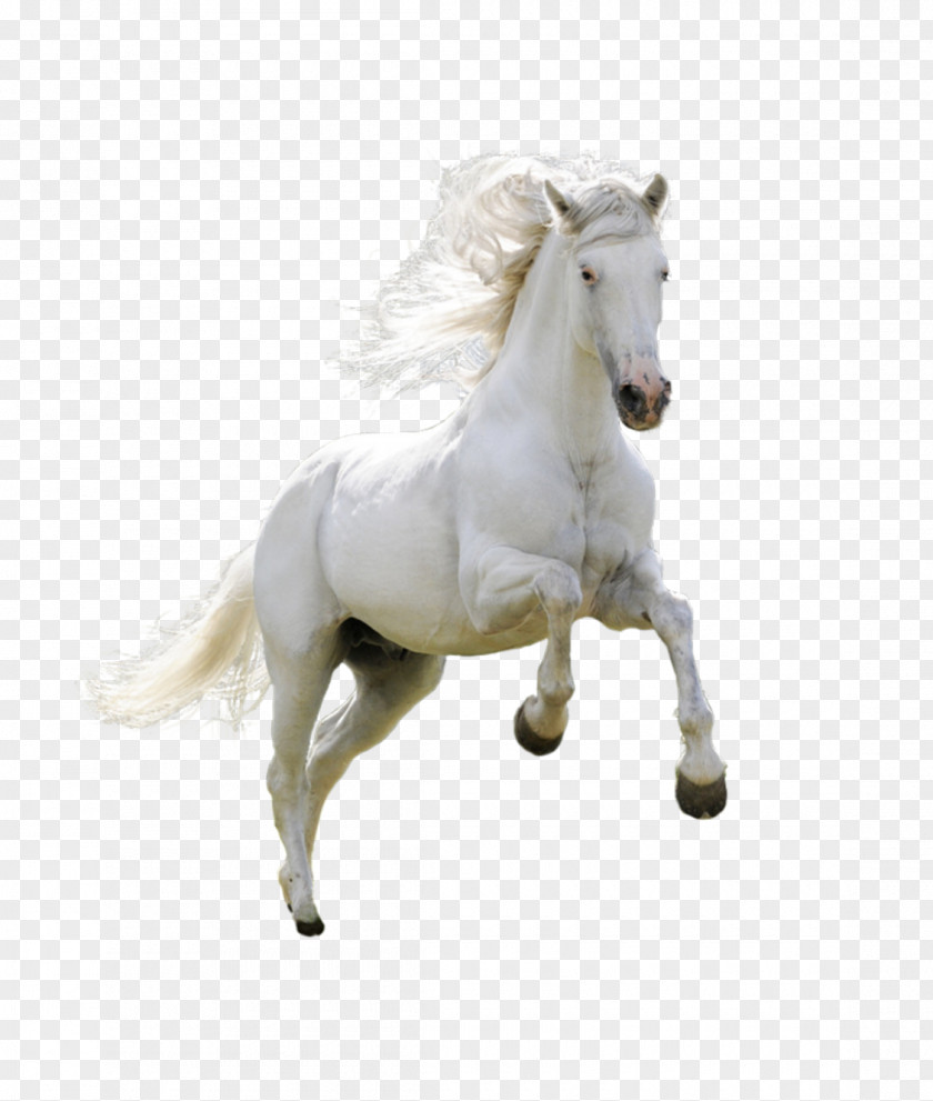 Product Physical Running Horse Download Wallpaper PNG