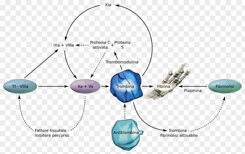 Zion Direct Thrombin Inhibitor Anticoagulant Antithrombin The New England Journal Of Medicine PNG