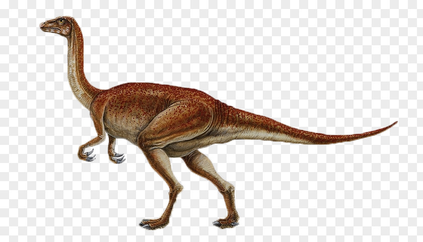 Dinosaur Segnosaurus Size Late Cretaceous Buitreraptor Thecodontosaurus PNG