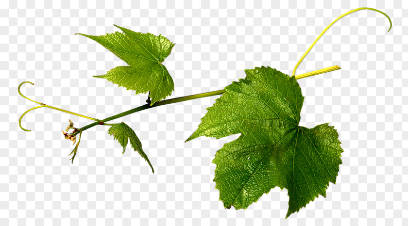Verdure Grapevines Grape Leaves Herbalism Leaf PNG