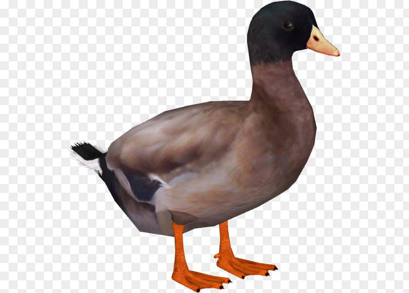 DUCK Duck Goose Mallard Bird Anatidae PNG