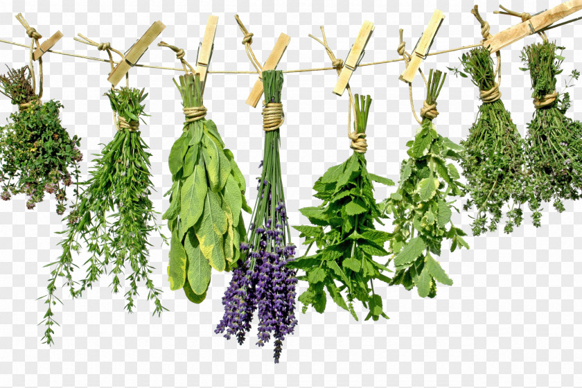 Herbs Photo Tea Herb Greek Cuisine Health Spice PNG
