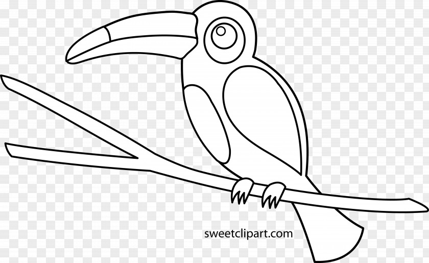 Toucan Bird Drawing Coloring Book Clip Art PNG