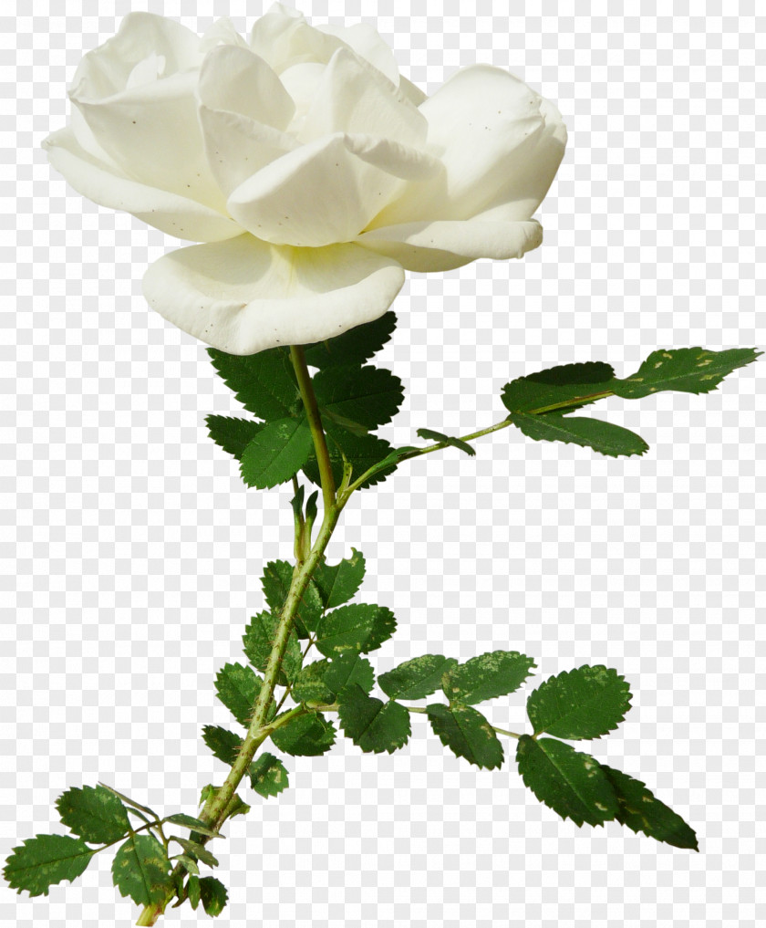 White Rose Garden Roses Centifolia Clip Art PNG