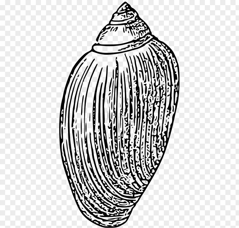 Seashell Black And White Invertebrate Drawing Clip Art PNG